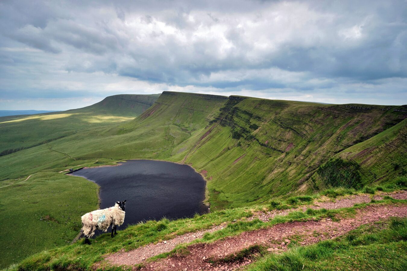 A sheep near Llyn y fan fach, the welsh lake in Brecon Beacons National Park